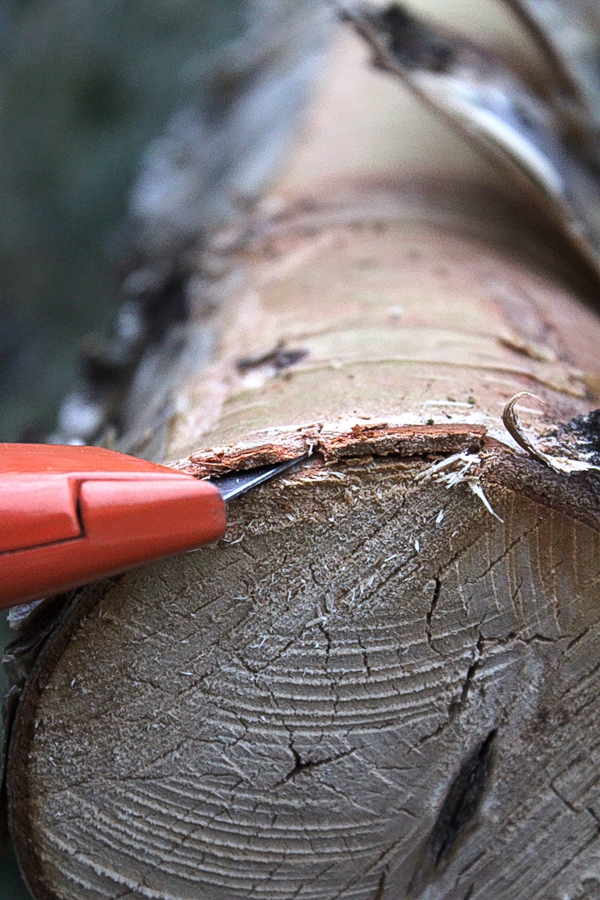 Birch Tree Edible Inner Bark