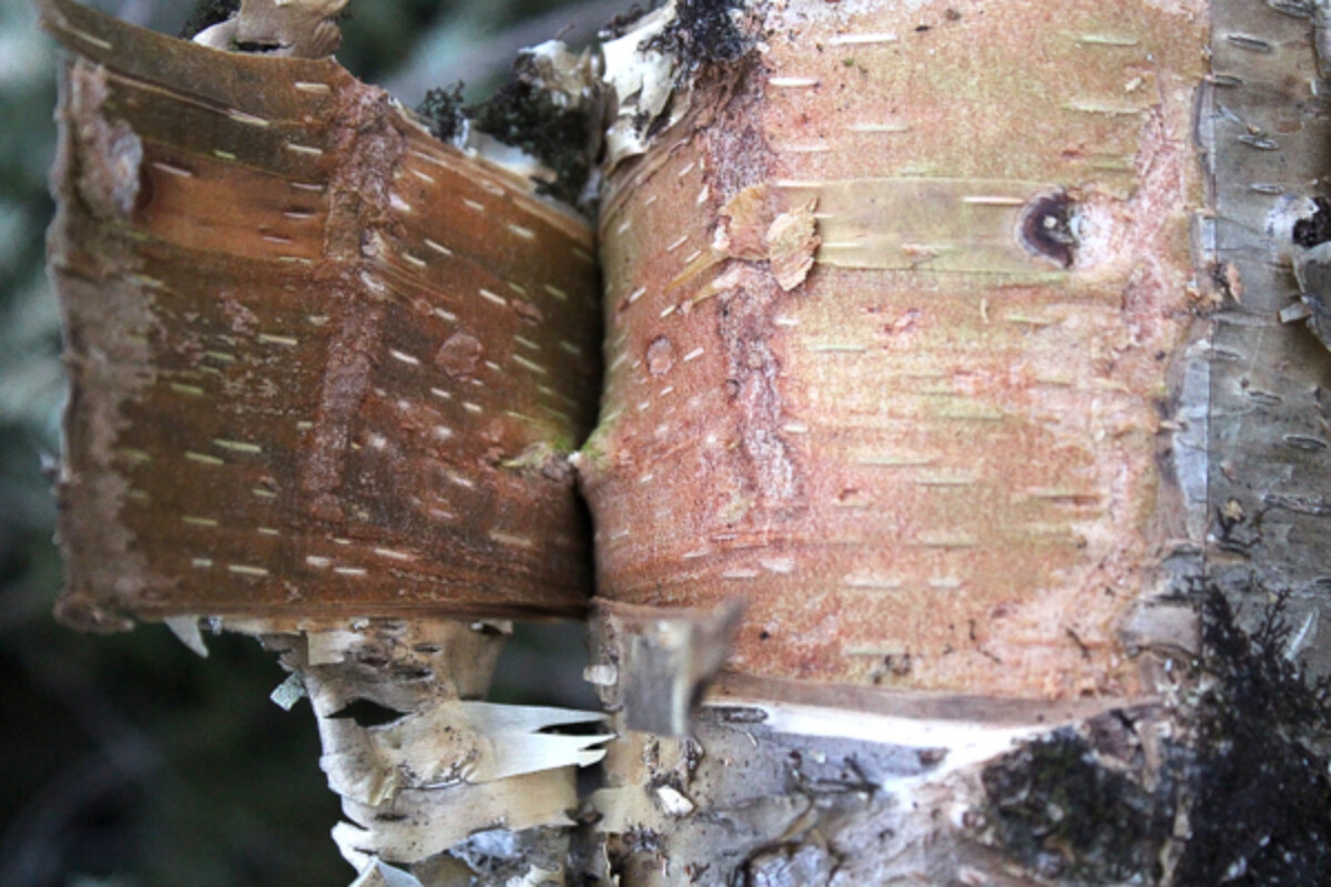 Peeling Birch Bark
