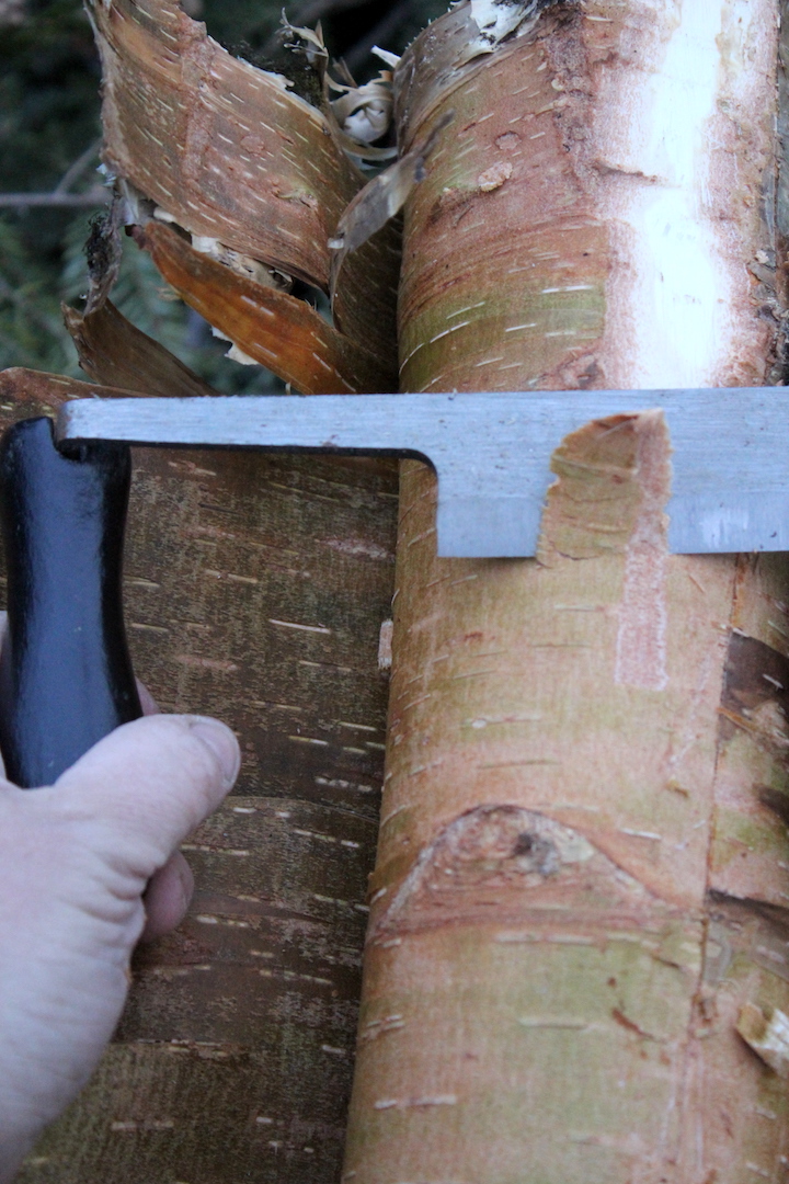 Birch Bark and Draw Knife