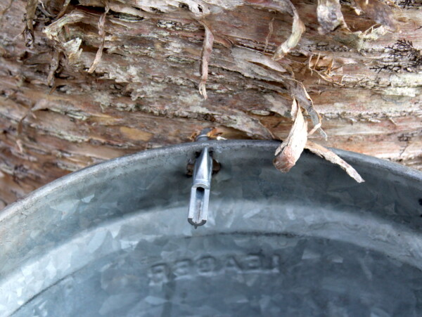 Birch Tree Tap