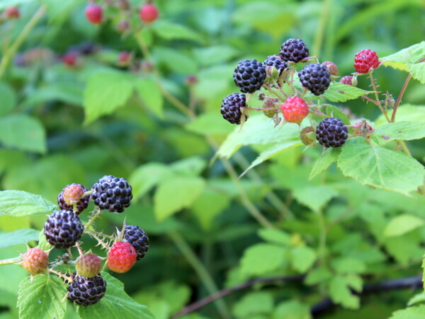 Black Raspberry Fruit