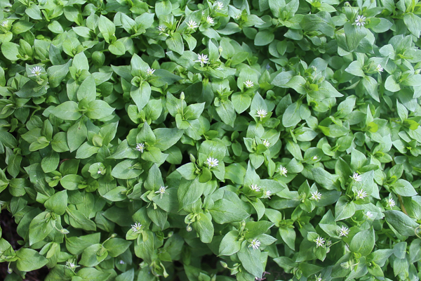 chickweed herb