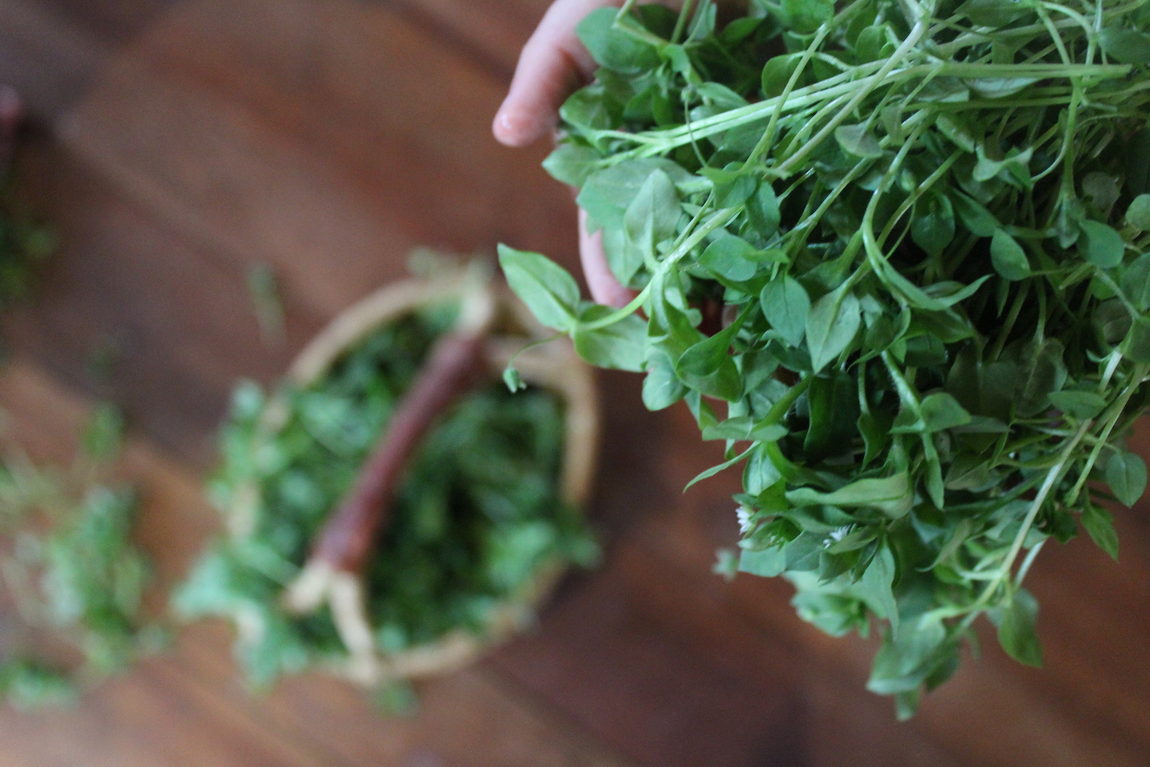 Harvesting Chickweed