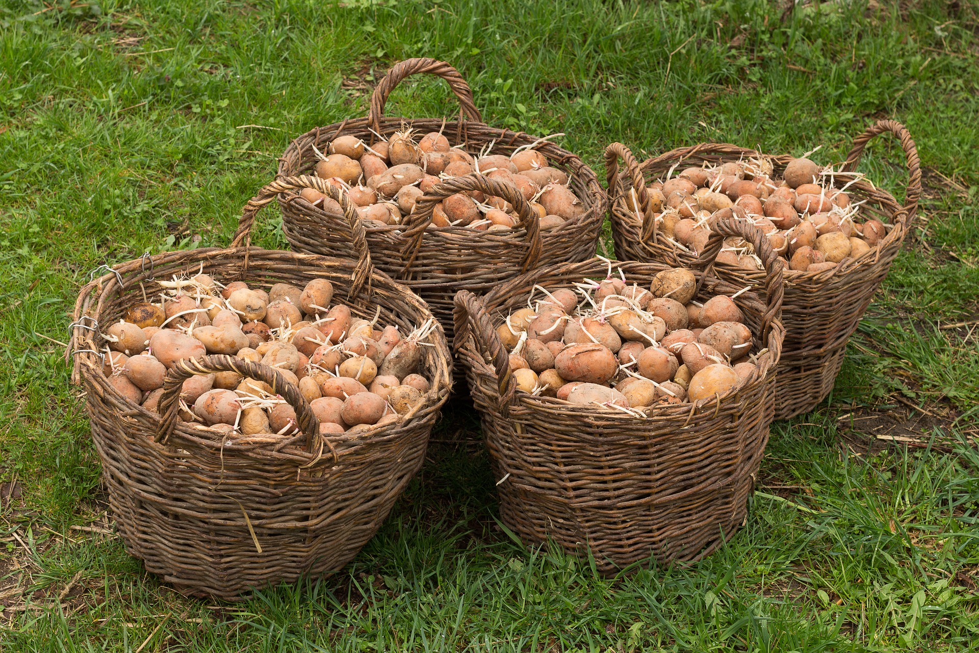 chitting potatoes