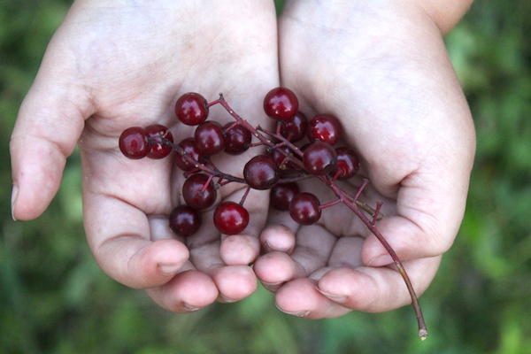 Chokecherry fruit
