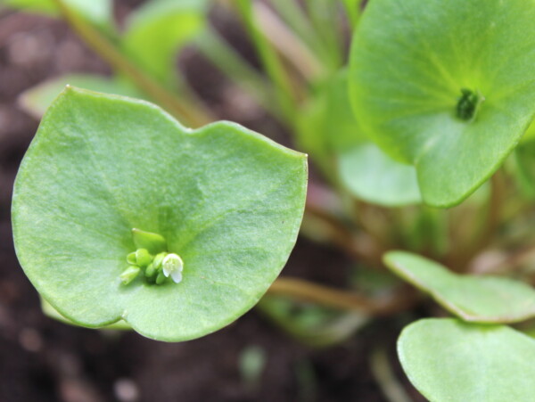 Miner's Lettuce Leaves
