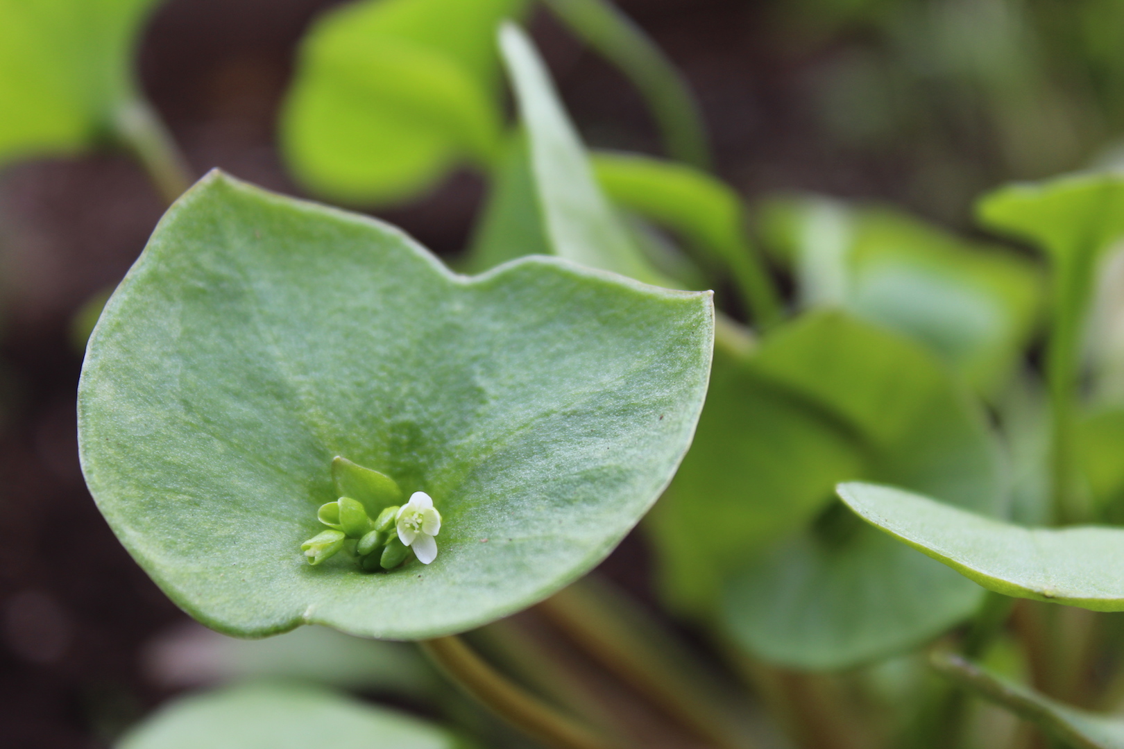 Claytonia Flower ~ Growing Miner's Lettuce