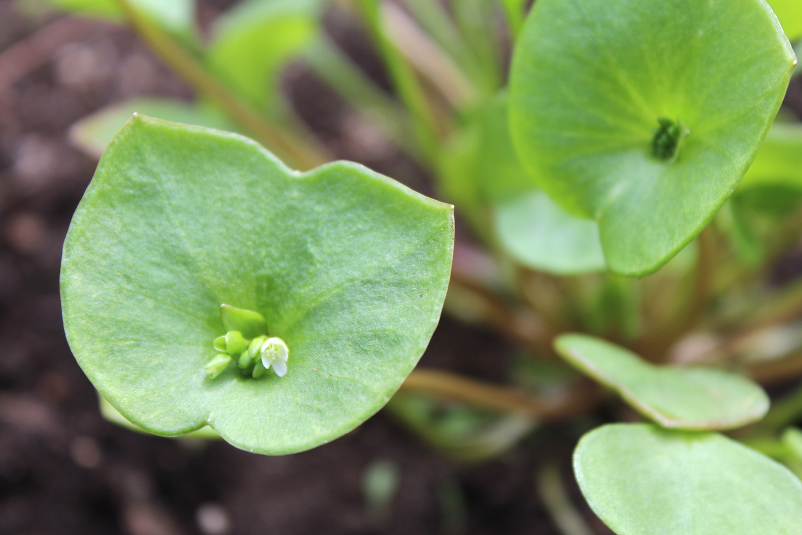 Miner's Lettuce Leaves