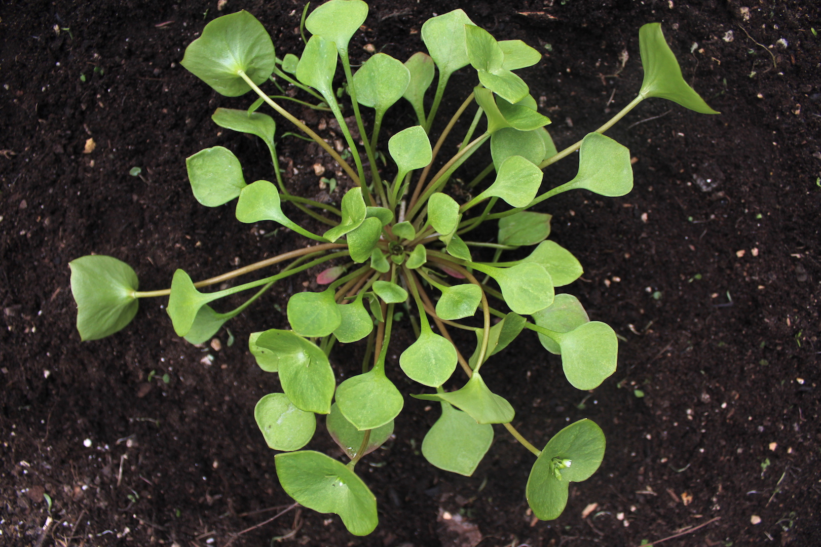 Miner's Lettuce Growing in Spring