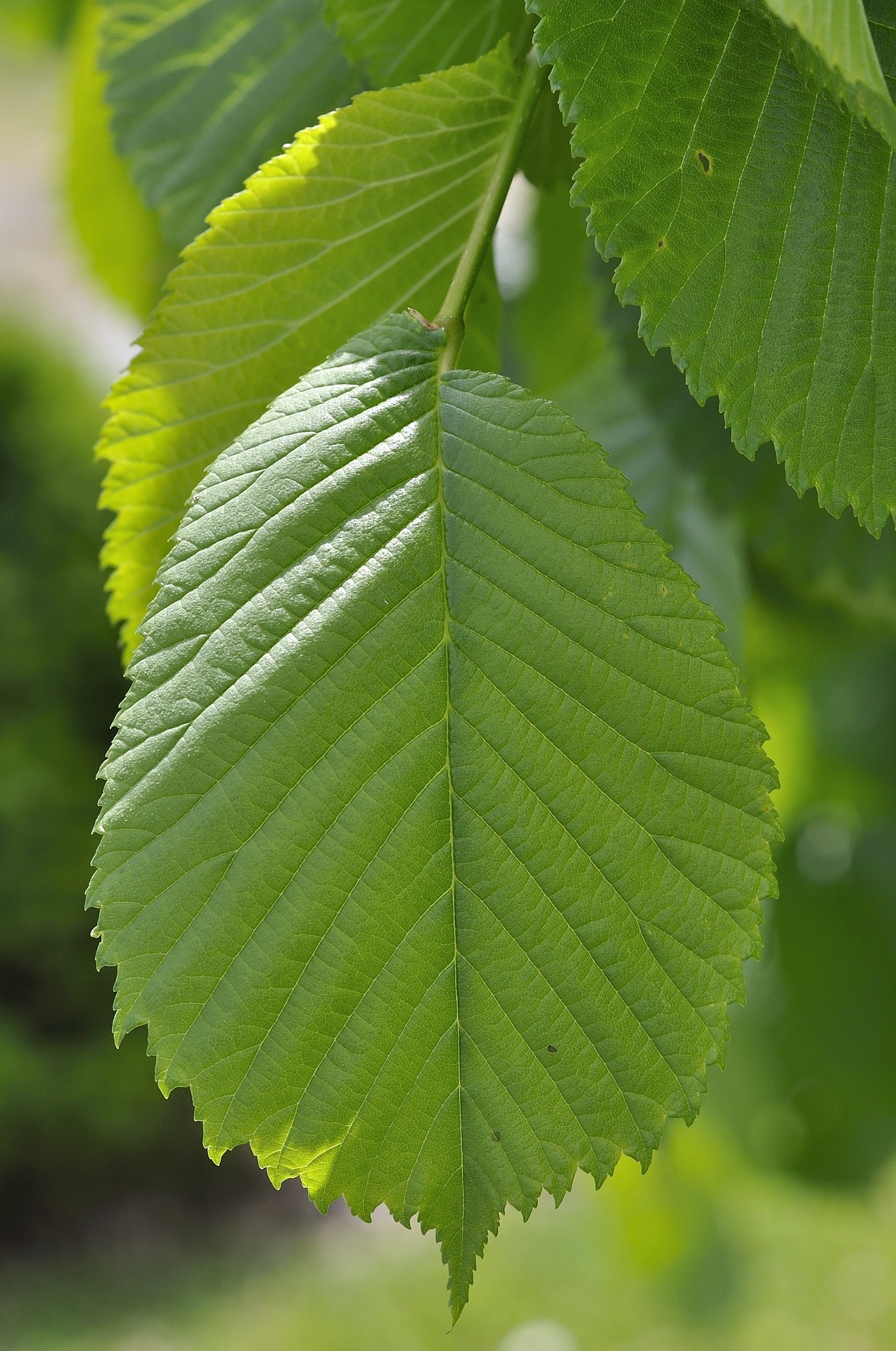 Elm Leaves
