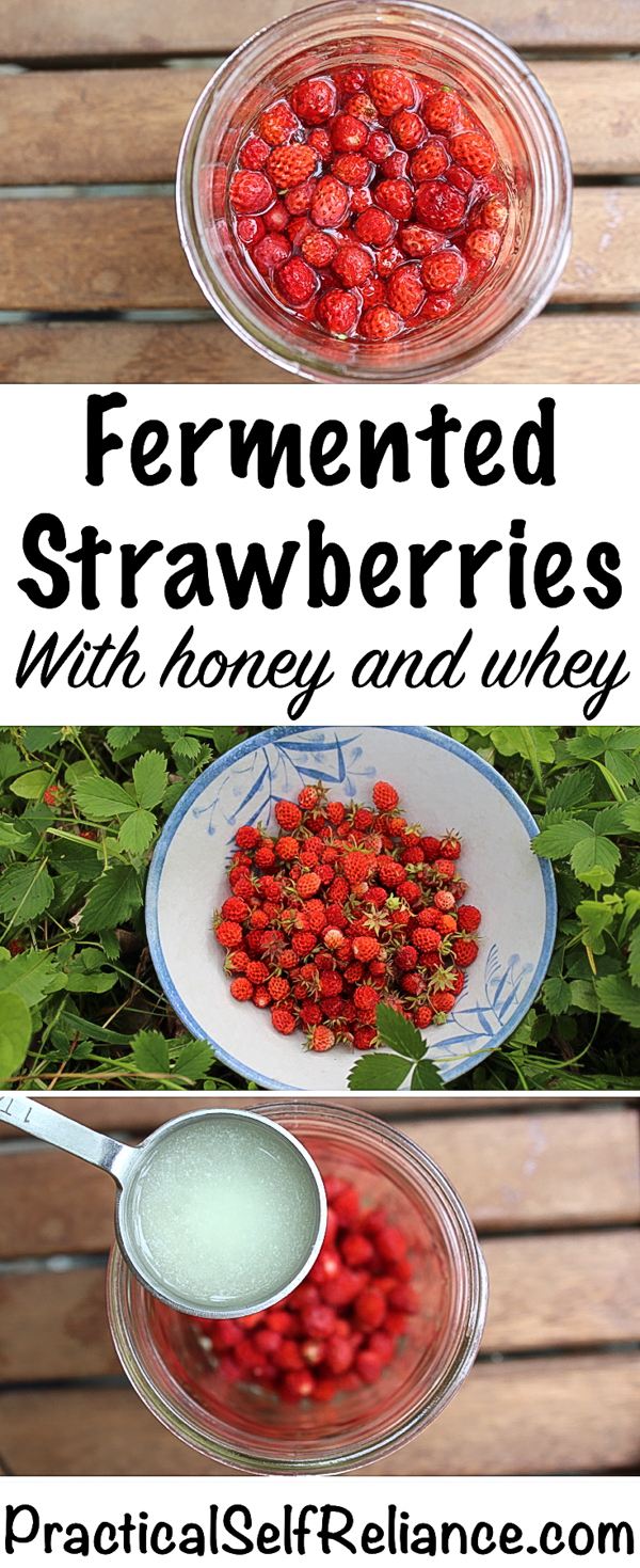 Fermented Strawberries with Honey and Whey ~ Lactofermented Berries #strawberries #strawberryrecipes #realfood #wildstrawberries #probiotics #healthygut #homestead #homesteading #selfreliant