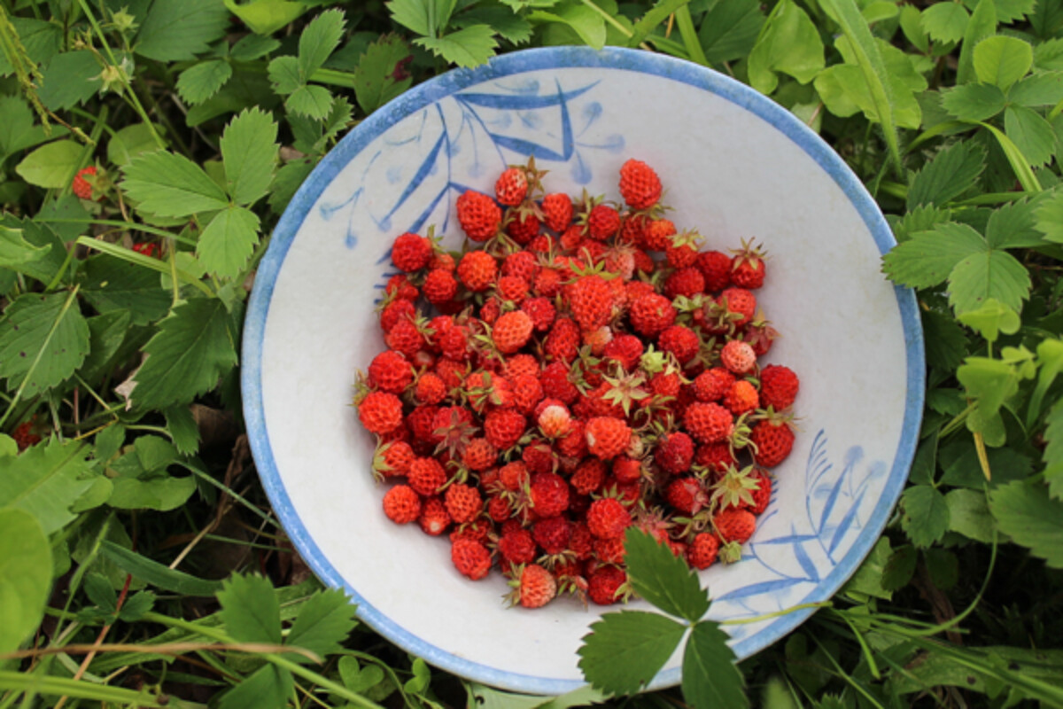 Wild foraged alpine strawberries
