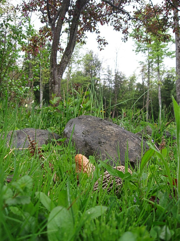 Morel mushrooms under apple tree