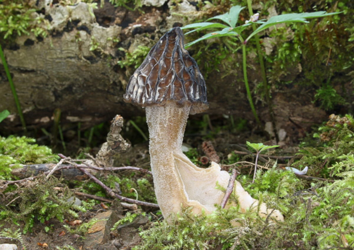 Half Free Morel (False Morel)