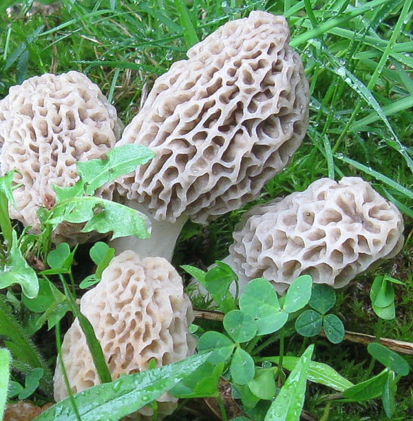 Yellow Morels