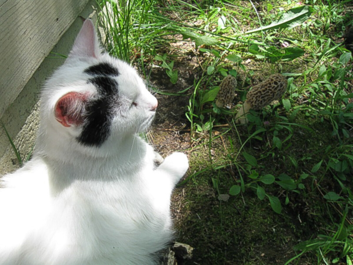 Morels and Cat