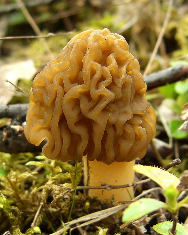 Verpa bohemica toxic morel look alike (False Morel)