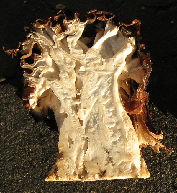 Gyromitra caroliniana (false morel)