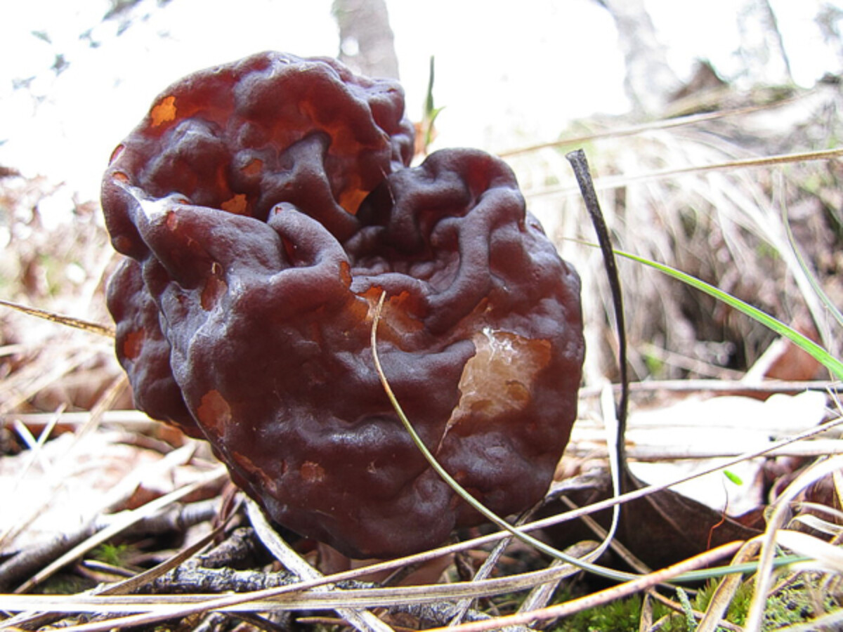 Cap of a giromitra species muchroom - morel look alike - False Morel