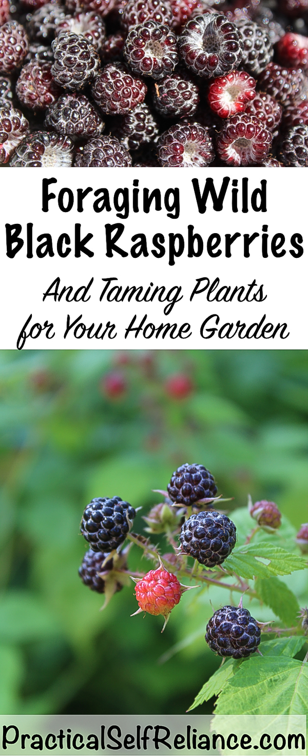 Foraging Wild Black Raspberries ~ Taming Plants for Your Home Garden #blackraspberries #raspberries #foraging #wildfood #forage #selfsufficiency #wildcrafting #gardening #organicgardening #howtogrow #gardeningtips #growingraspberries