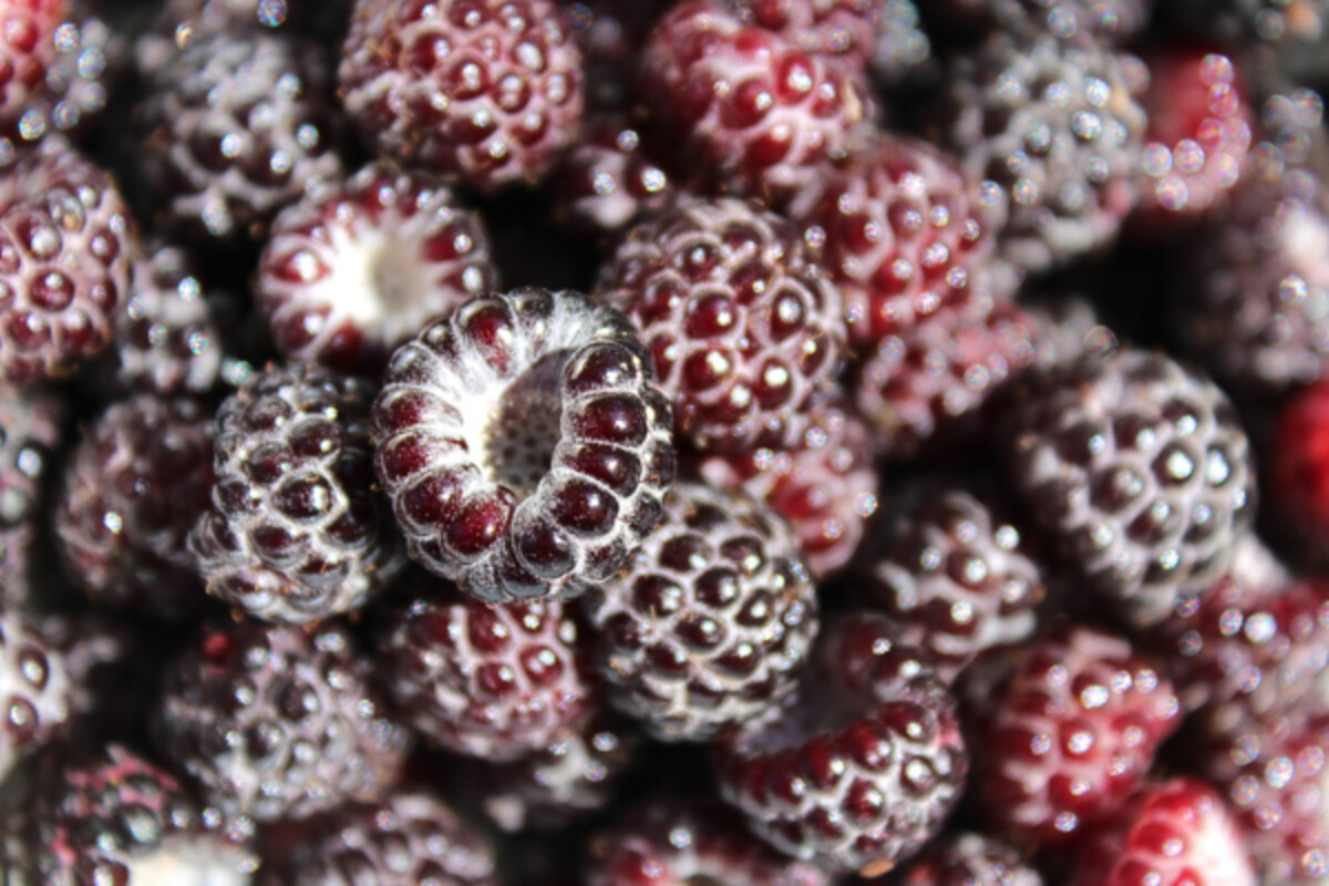 Black Raspberry Harvest