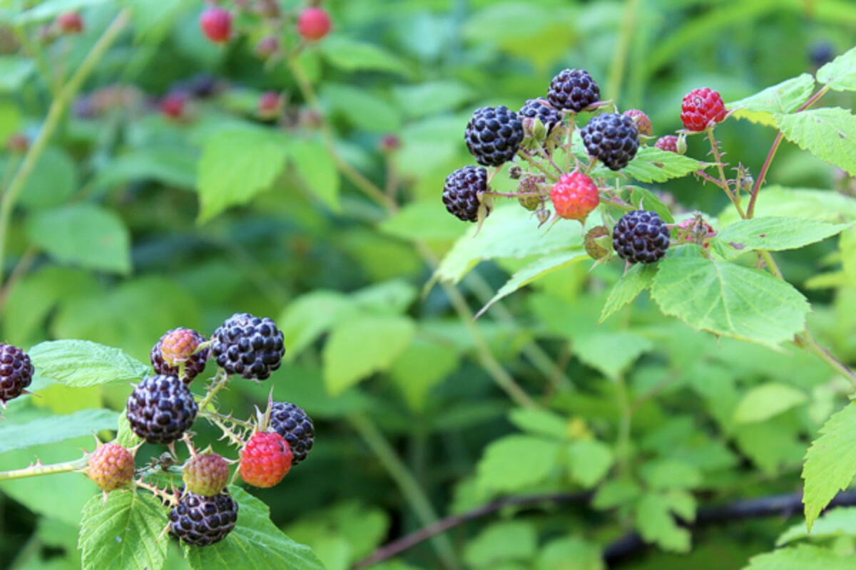 Black Raspberry Fruit