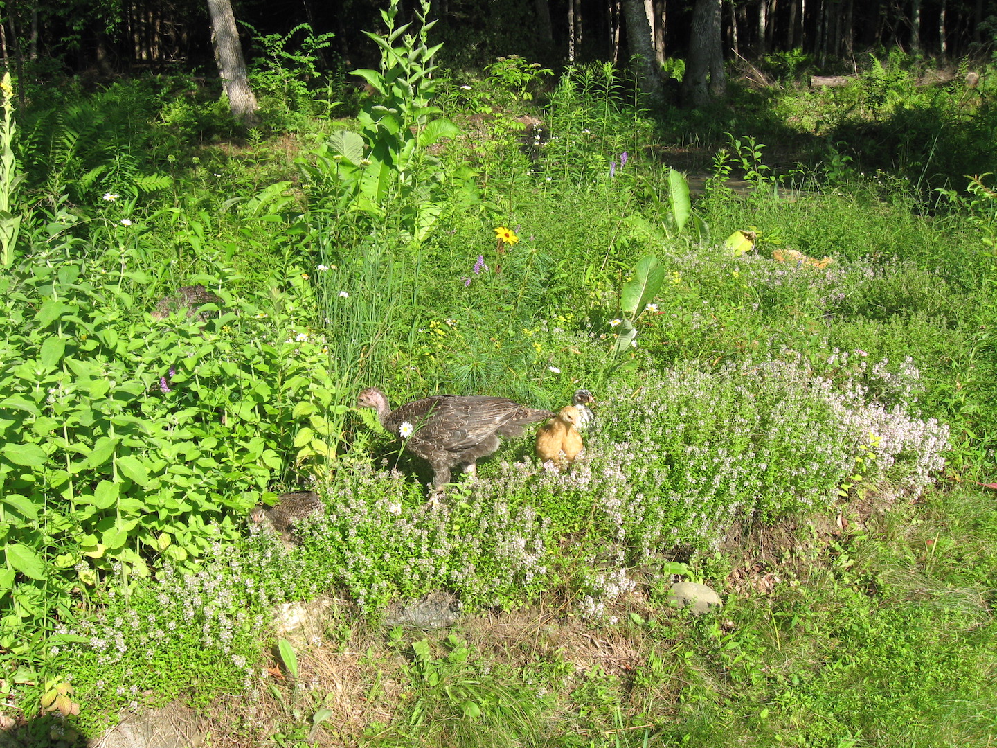 Free Range chickens in herbs