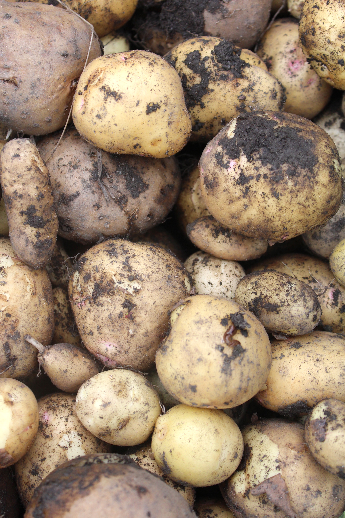 Fresh Harvested Potatoes