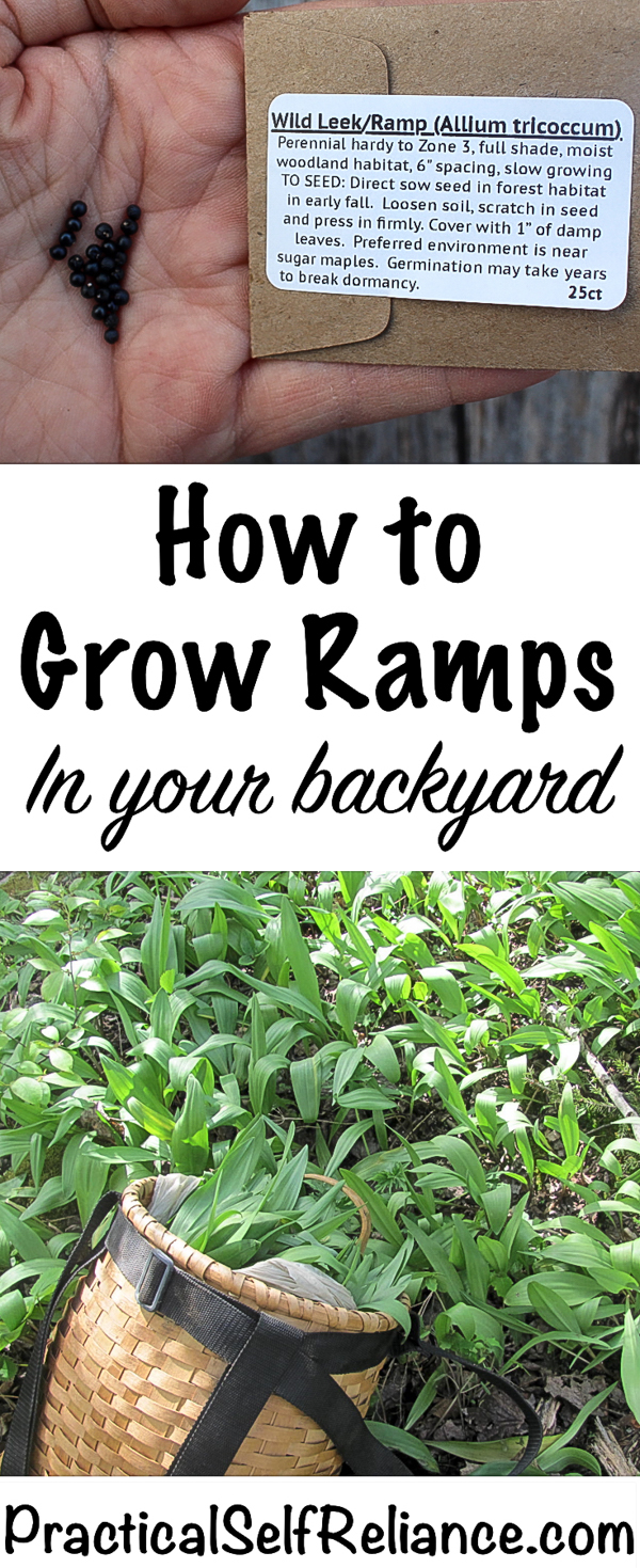 How to Grow Ramps in Your Backyard ~ Grow your own wild leeks #ramps #wildramps #foraging #wildfood #forage #selfsufficiency #wildcrafting #wildleeks #gardening #organicgardening #howtogrow #vegetablegardening #gardeningtips #homesteading #homestead #selfreliant 