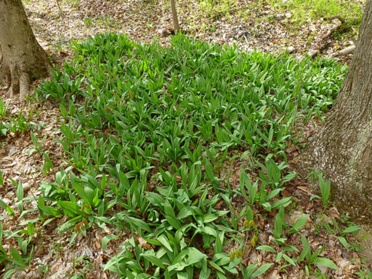 Patch of wild leeks