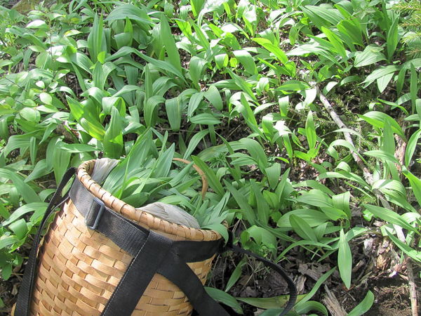 Ramp Harvest