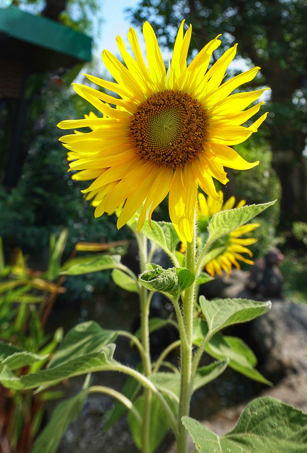 Sunflower Head for Sunflower Seeds