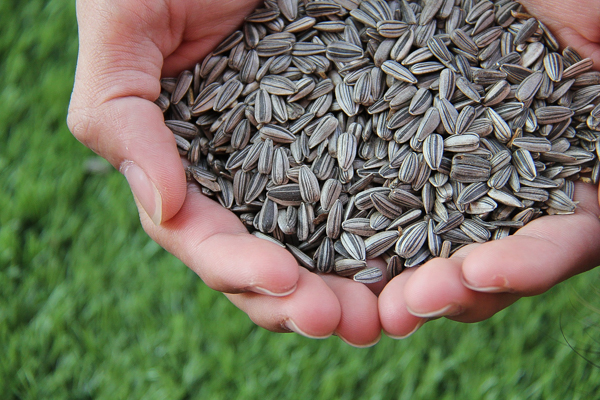 Sunflower Seed Harvest