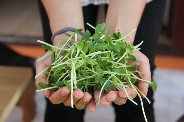 Sunflower Sprout Greens