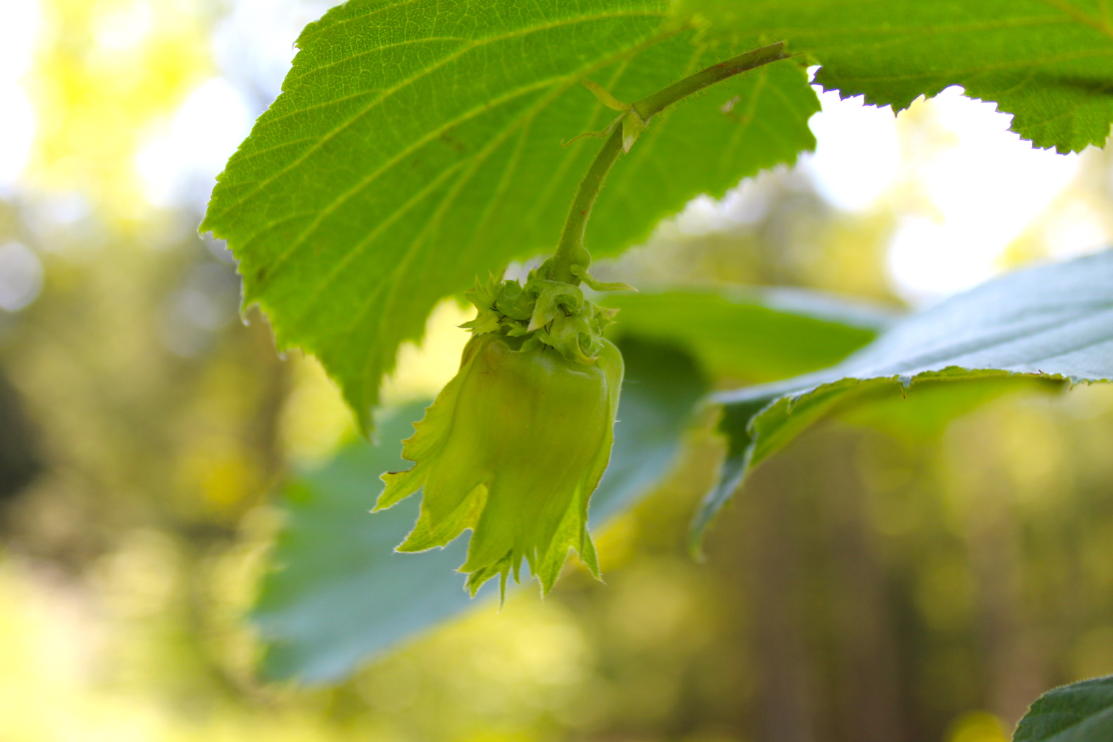 Hazelnut
