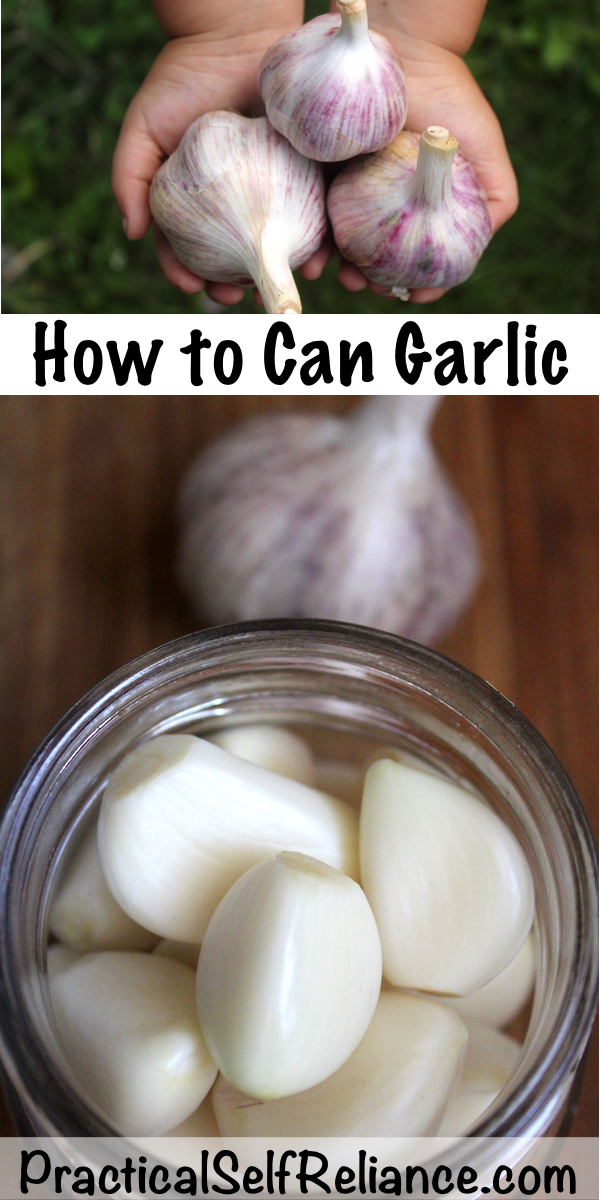 How to Can Garlic ~ Canning garlic by pickling or pressure canning #garlicrecipe #canning #foodpreservation #homesteading #preparedness #selfsufficiency
