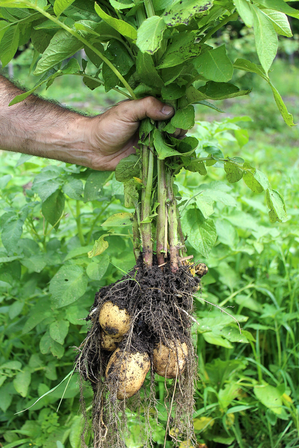 How to Grow Potatoes
