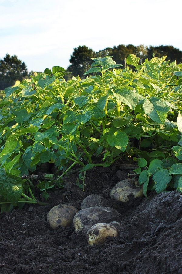harvest potatoes