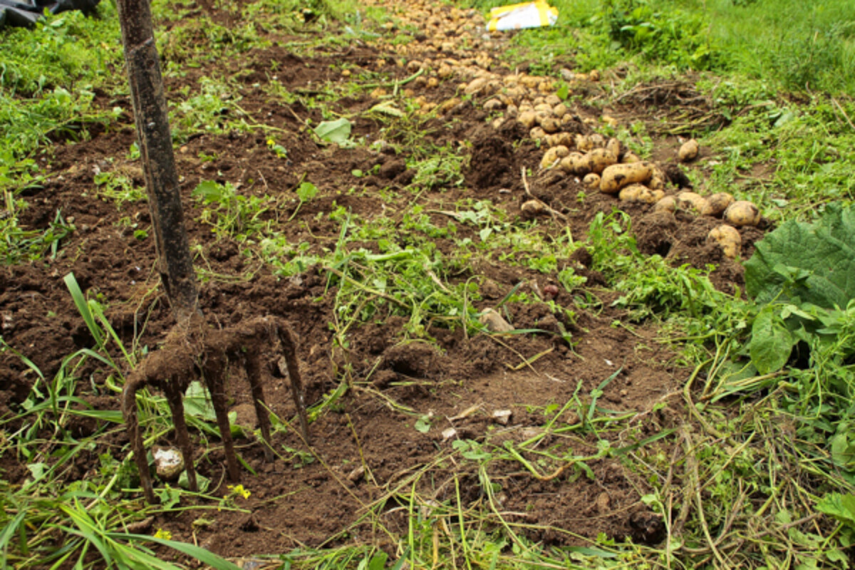 how to harvest potatoes 