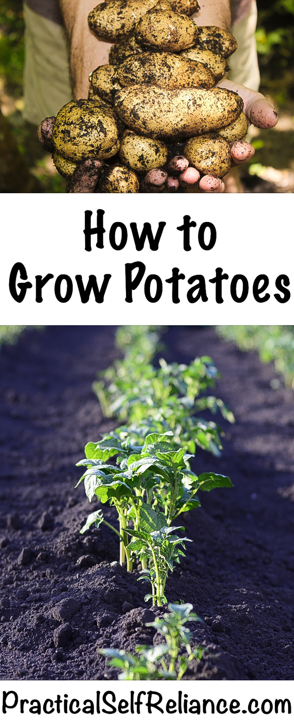 How to Grow Potatoes #potatoes #growingpotatoes #gardening #organicgardening #containergardening #howtogrow #vegetablegardening #gardeningtips #homesteading #homestead #selfreliant
