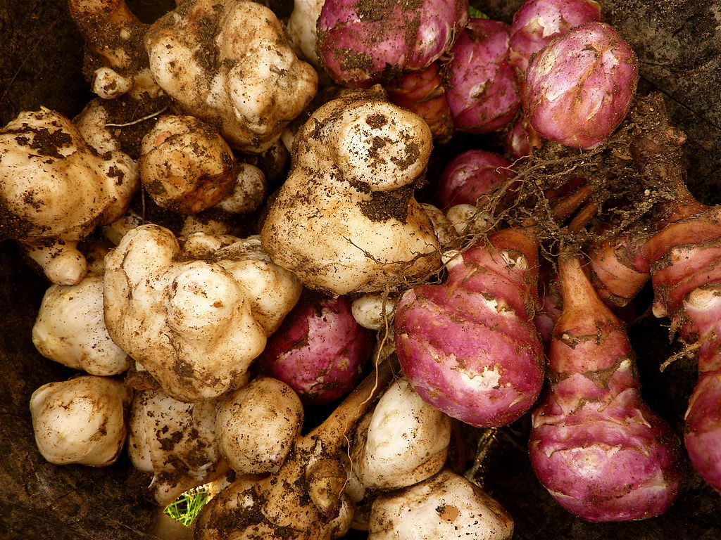 Jerusalem Artichokes Tubers ~ Sunchoke Tubers