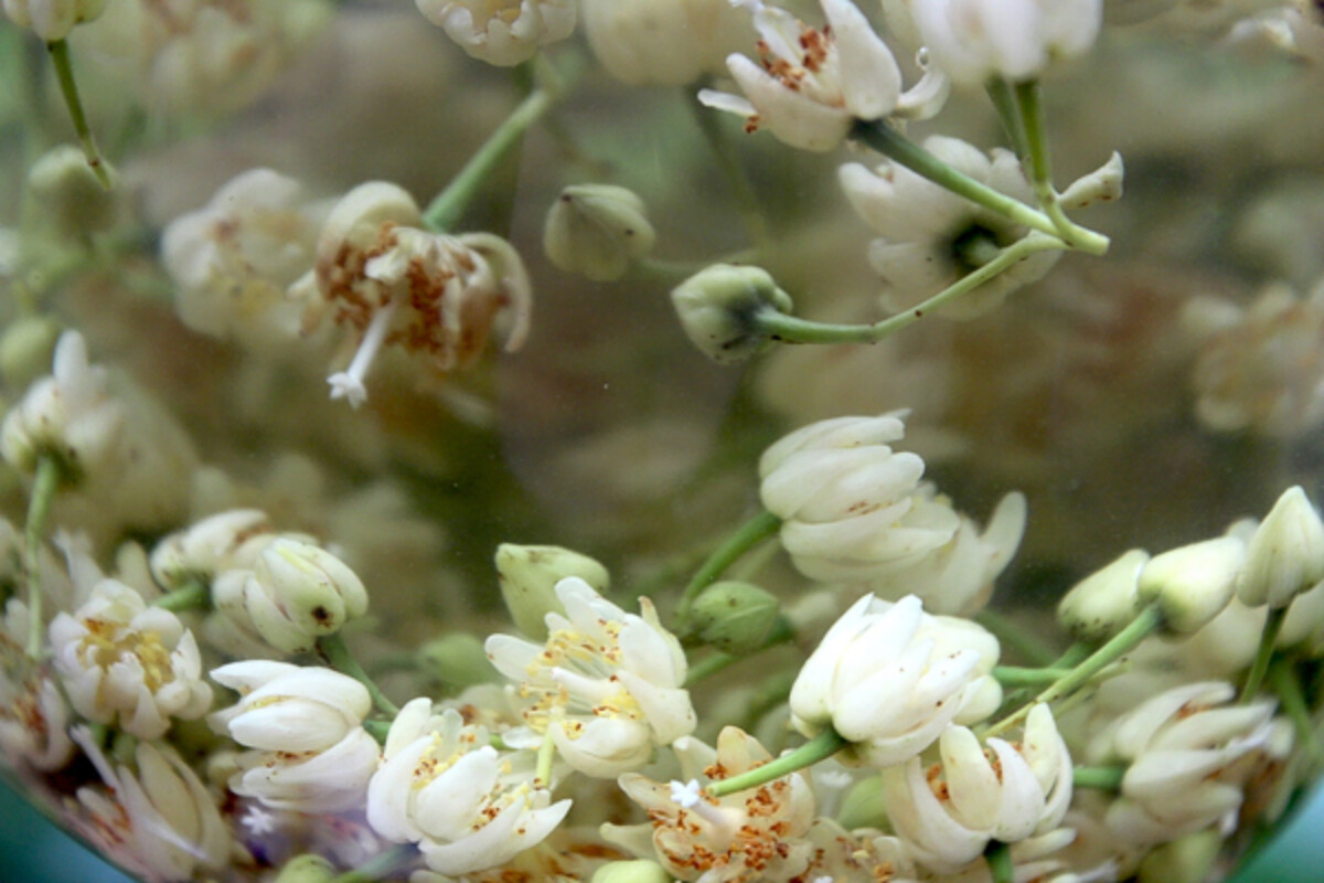 Linden flowers for mead