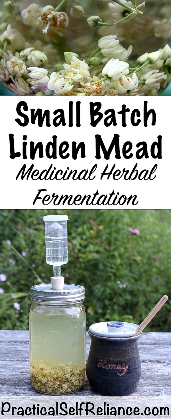 Small Batch Linden Mead ~ Medicinal Herbal Fermentation #linden #lindenflowers #herbs #herbalist #herbalism #mead #meadrecipe #homebrew #honeywine #fermentation #fermenteddrinks