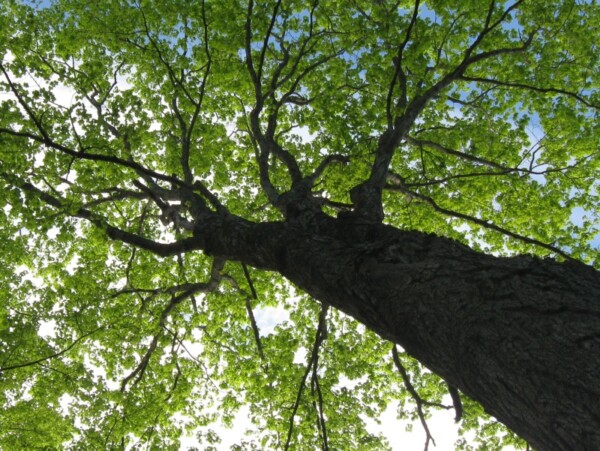 Medicinal Trees