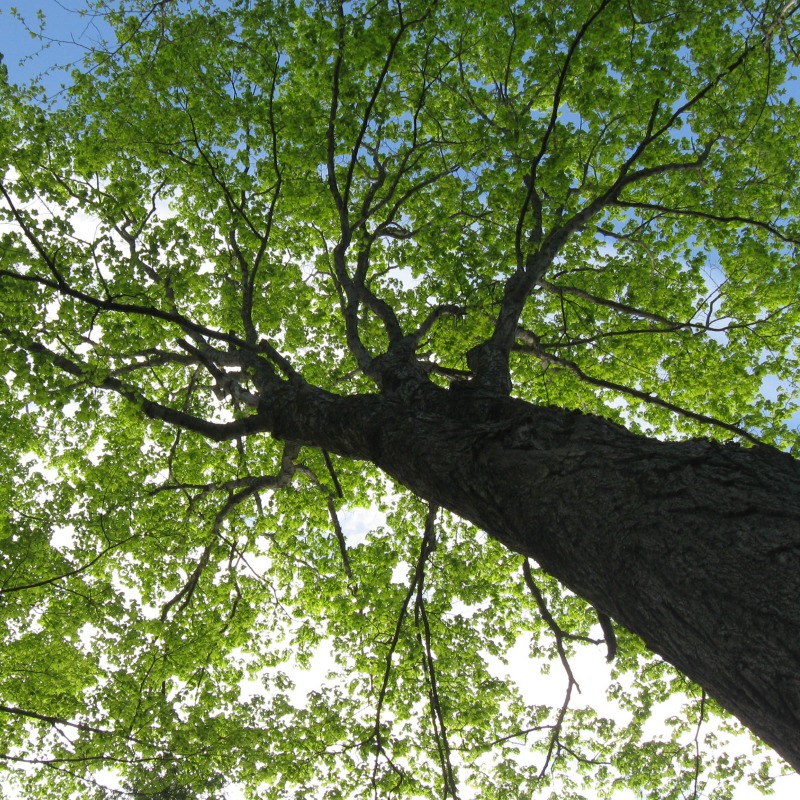 Medicinal Trees