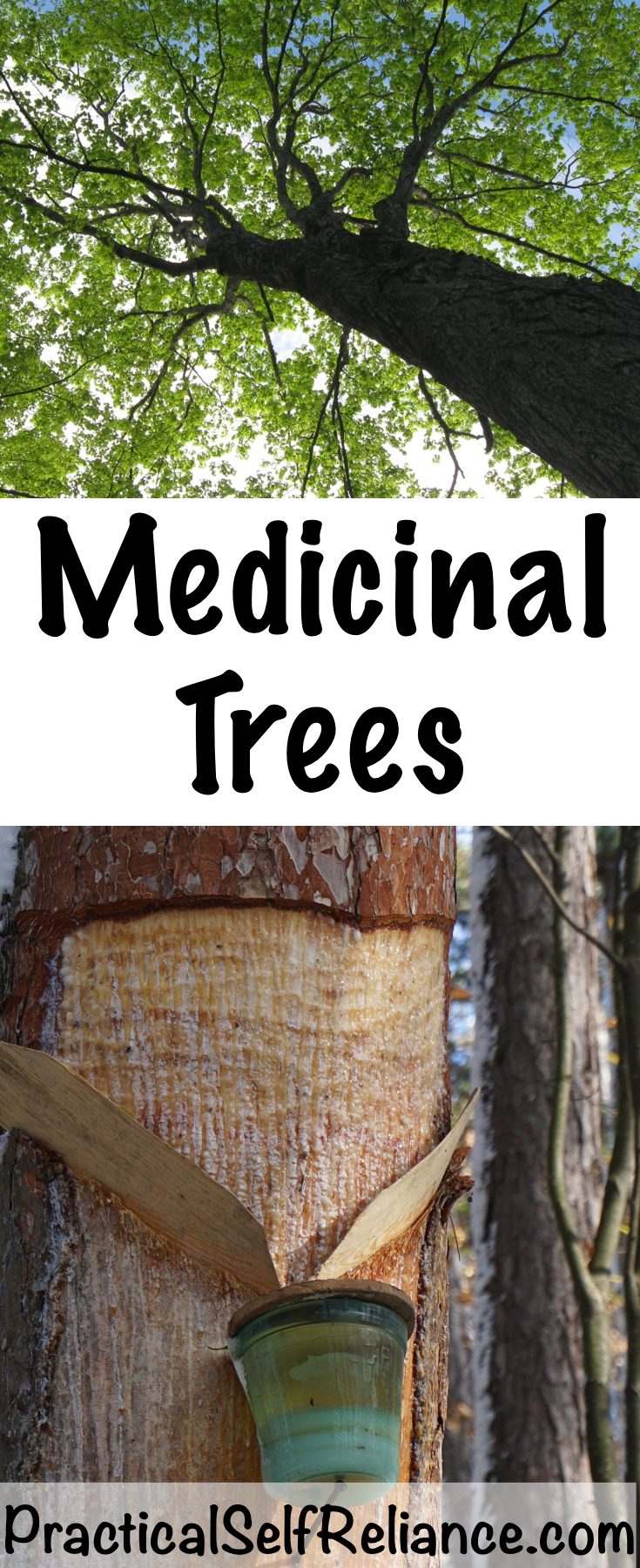 16 Medicinal Trees For Your Herbal Medicine Chest