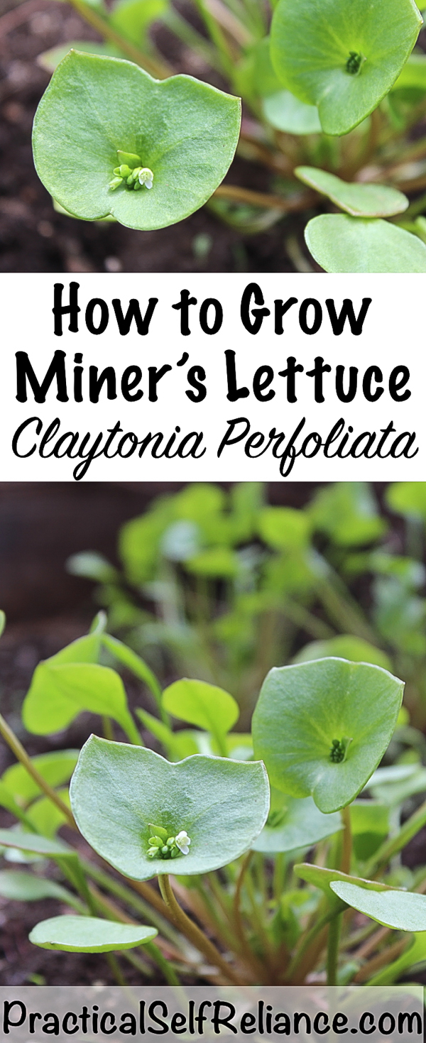 How to Grow Miner's Lettuce ~ Claytonia Perfoliata #minerslettuce #springgreens #gardening #organicgardening #howtogrow #vegetablegardening #gardeningtips #homesteading #homestead #selfreliant
