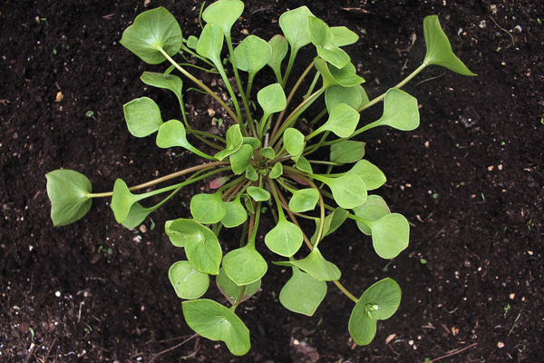 Miner's Lettuce Growing in Spring