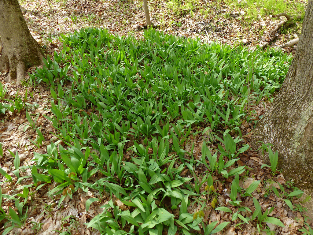 Patch of wild leeks