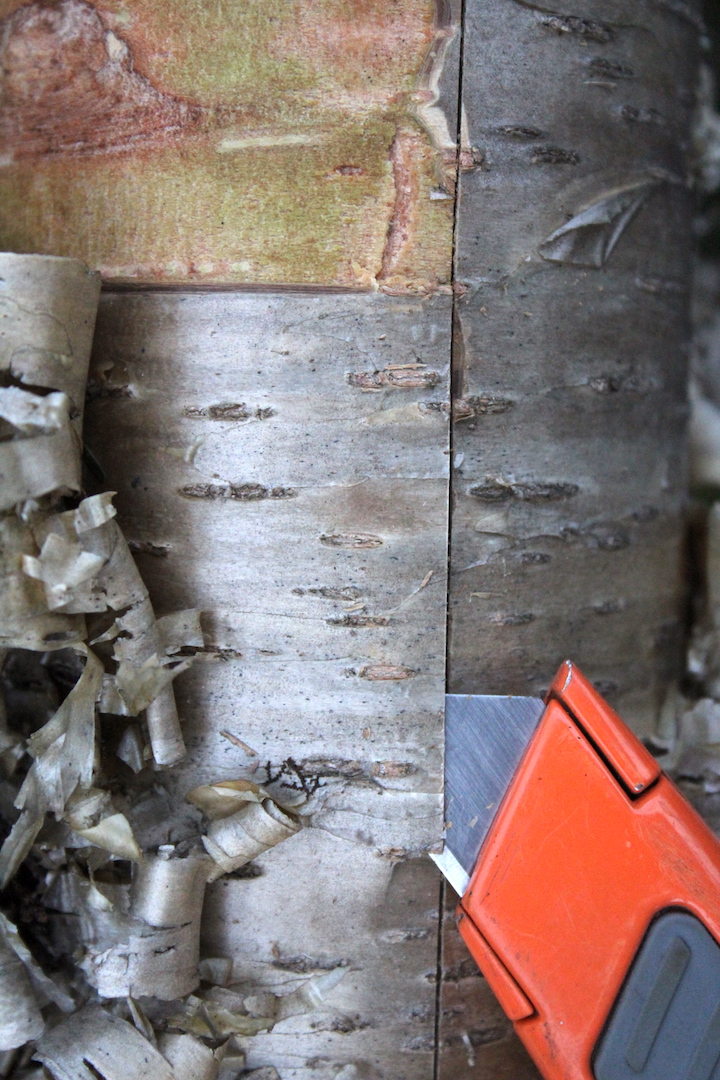 Removing Birch Bark